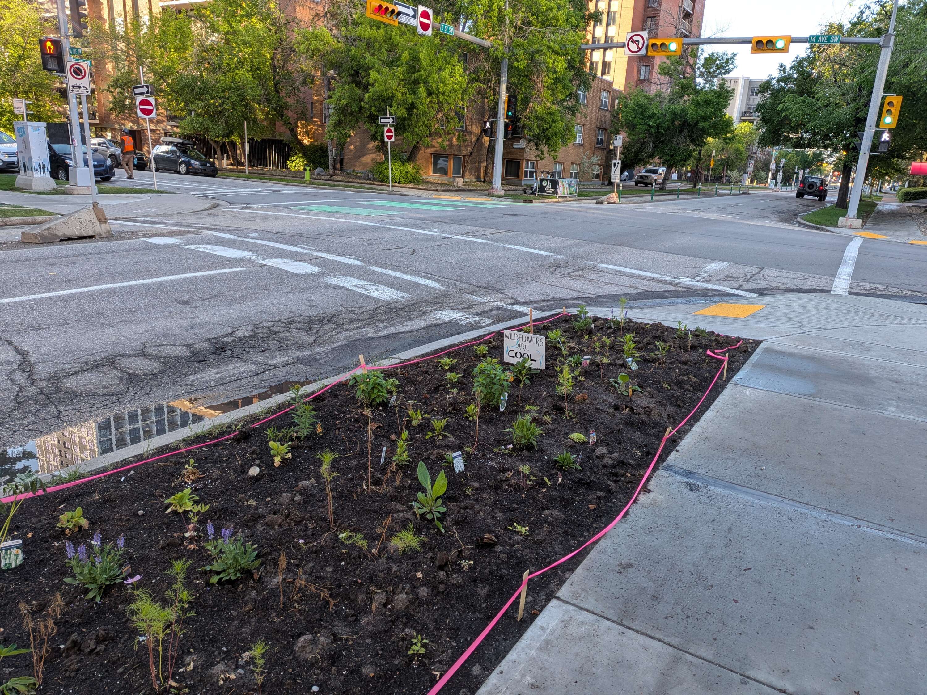 A photograph of an urban garden with a sign saying "Wildflowers are Cool", at the corner of an intersection